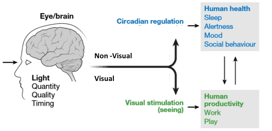 The Effects of Visual and Non-visual Light | OLEDWorks