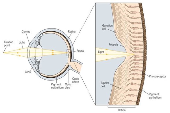 Human Visual System